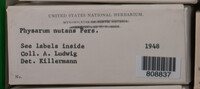 Physarum nutans image